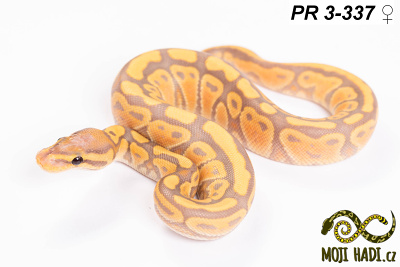 hadi na prodej, mládě, český chov hadů, odchov hadů, mojihadi.cz, Python regius, ballpython, krajta královská, banana, het Clown